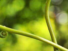 A close up of a plant with water droplets on it photo
