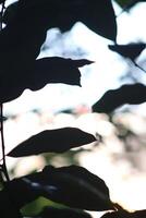 A close up of a tree with leaves photo