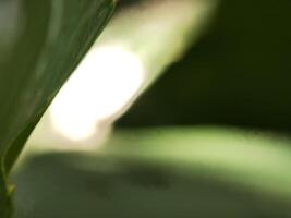 A close up of a leaf with sunlight shining through it photo