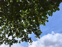A view of a tree with a sky background photo