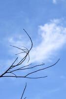 A bird is perched on a branch of a tree photo