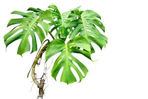 monstera with water droplet, isolated on white background. photo