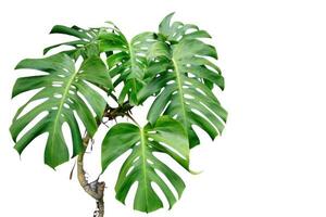 monstera with water droplet, isolated on white background. photo