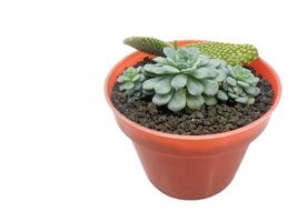succulent plant isolated on white background. photo