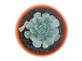 succulent plant isolated on white background. photo
