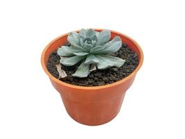 succulent plant isolated on white background. photo