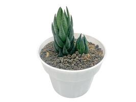 succulent plant isolated on white background. photo