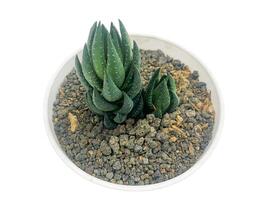 succulent plant isolated on white background. photo