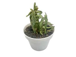succulent plant isolated on white background. photo
