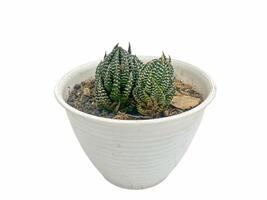 succulent plant isolated on white background. photo