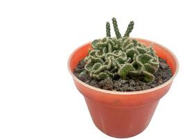 succulent plant isolated on white background. photo