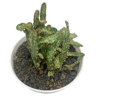 succulent plant isolated on white background. photo