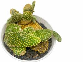 succulent plant isolated on white background. photo