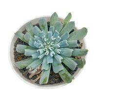 succulent plant isolated on white background. photo