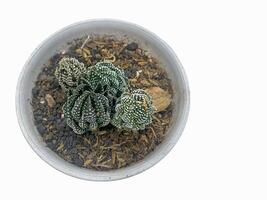 succulent plant isolated on white background. photo