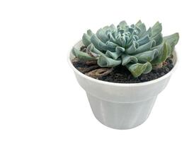 succulent plant isolated on white background. photo