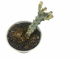 succulent plant isolated on white background. photo
