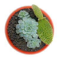 succulent plant isolated on white background. photo