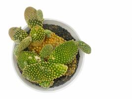 succulent plant isolated on white background. photo