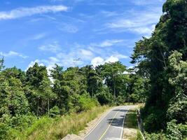 road in the middle of the jungle with trees and bushes photo