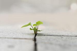 The growth of seedlings sprouts from the crevices of the rocks. When a new start-up business develops and fights for strength, a new life. photo