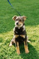 Smiling playful black-red mixed breed dog in the field on a leash enjoys a walk photo