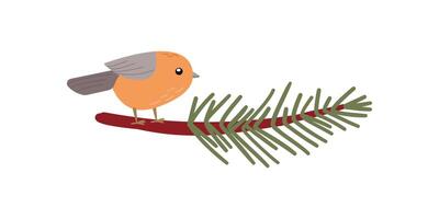 Winter Bird American Robin Perched on a Pine Branch, Bird Illustration in flat doodle Style isolate on white for holidays design . vector