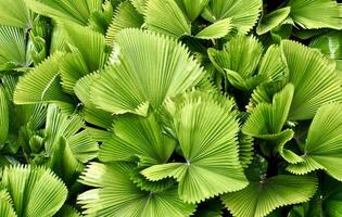 Green licuala grandis palm leaves isolated on horizontal ratio full frame background. photo