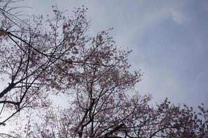 A view of the sky through the branches of trees photo