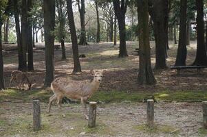 A deer standing in a forest with trees photo