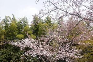 A tree with pink flowers in front of a forest photo