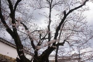 A tree with white blossoms in front of a building photo