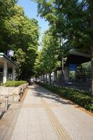 A paved walkway photo