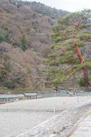 A large pine tree photo