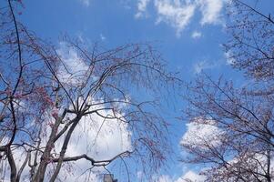 A tree with pink flowers and a blue sky photo