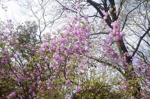 A tree with pink flowers in the middle of a forest photo