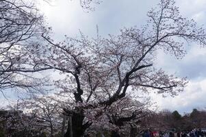 A large tree with many blossoms photo