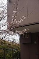 A tree with flowers in front of a building photo