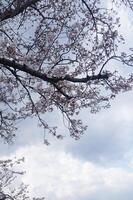 A tree with pink flowers against a cloudy sky photo
