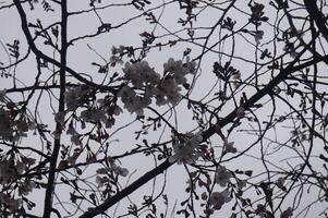 A tree with flowers on it and a bird on it photo