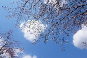 A view of the sky and trees with white flowers photo