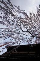 A tree with white blossoms photo