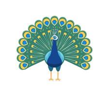 peacock with its feathers elegantly spread vector