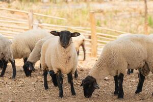 A group of sheep are grazing in a field photo
