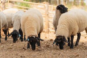 A group of sheep are grazing in a field. The sheep are all different sizes and are scattered throughout the field photo