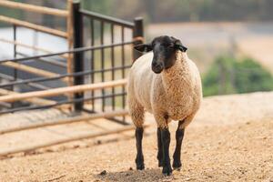 A sheep is standing in a pen with a fence photo