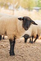 A sheep is standing in a field with other sheep. The sheep is black and white and has a tag on its ear photo