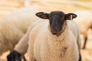 A sheep with a blue tag on its ear stands in a field with other sheep photo