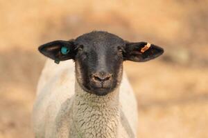 A sheep with tags on its ears and a black nose photo