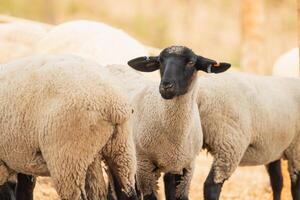 A group of sheep are standing in a field photo